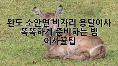 완도 소안면 비자리 용달이사 🚚💨 똑똑하게 준비하는 법! #이사꿀팁